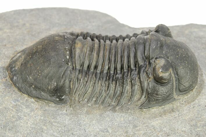 Detailed Paralejurus Trilobite Fossil - Atchana, Morocco #273389